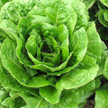 Buttercrunch Lettuce Seeds | Heirloom Non-GMO | 1963 AAS Winner | Lactuca sativa
