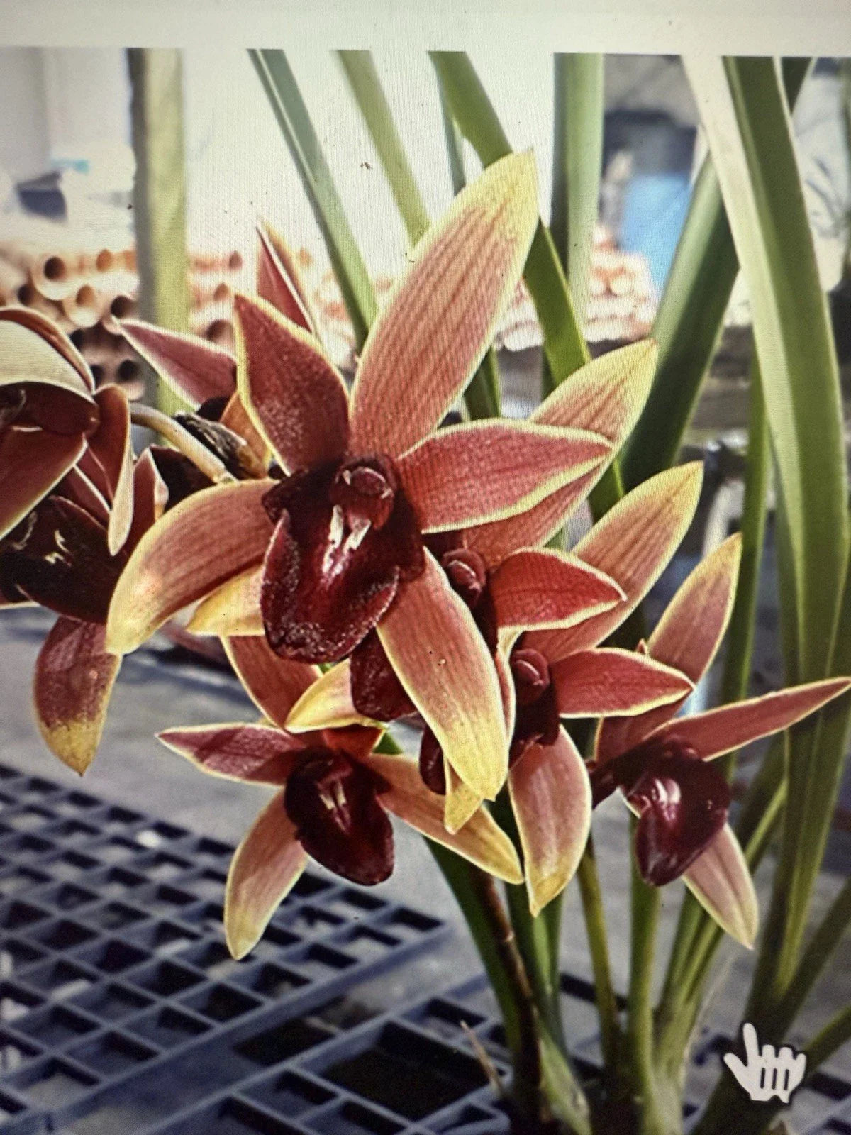 Orchid Plant - Bare Root - Cymbidium Aussie Dreamtime - Bloom Size - Live Plant