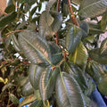 Fresh Rubber Tree Cutting for Rooting and Transplanting - Ficus elastica