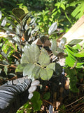 ZZ Plant Cutting 2 Node Black Raven Zamiifolia Zamioculcas Fresh Cutting