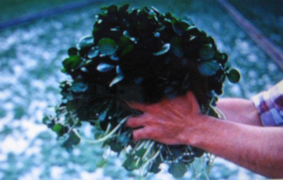 Cress Seeds - 100 Watercress Seeds - Nutrient-Rich Aquatic Herb - Nasturtium officinale