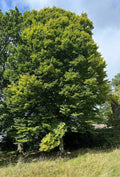 European Hornbeam Tree - Bulk Available - Carpinus Betulus - Ideal for Landscaping and Hedges