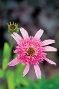 50 Pink Double Delight Coneflower Seeds | Echinacea Purpurea Perennial Flowers | USA Grown