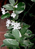 LIVE Cuttings 7” Variegated Stephanotis Madagascar Jasmine - Exotic Houseplant