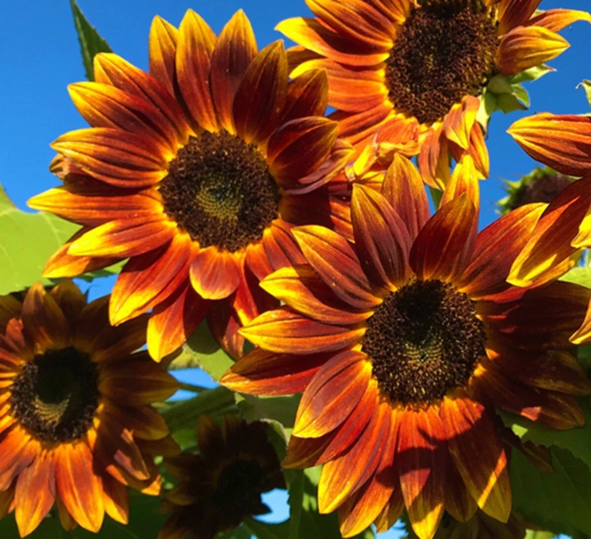 Heirloom Sunflower Seeds - Non-GMO Open-Pollinator - Earthwalker Variety - Helianthus annuus