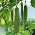 Luffa Gourd Seeds - 30pcs Non-GMO Chubby Pier Variety - Loofah Sponge Plant (Luffa cylindrica)