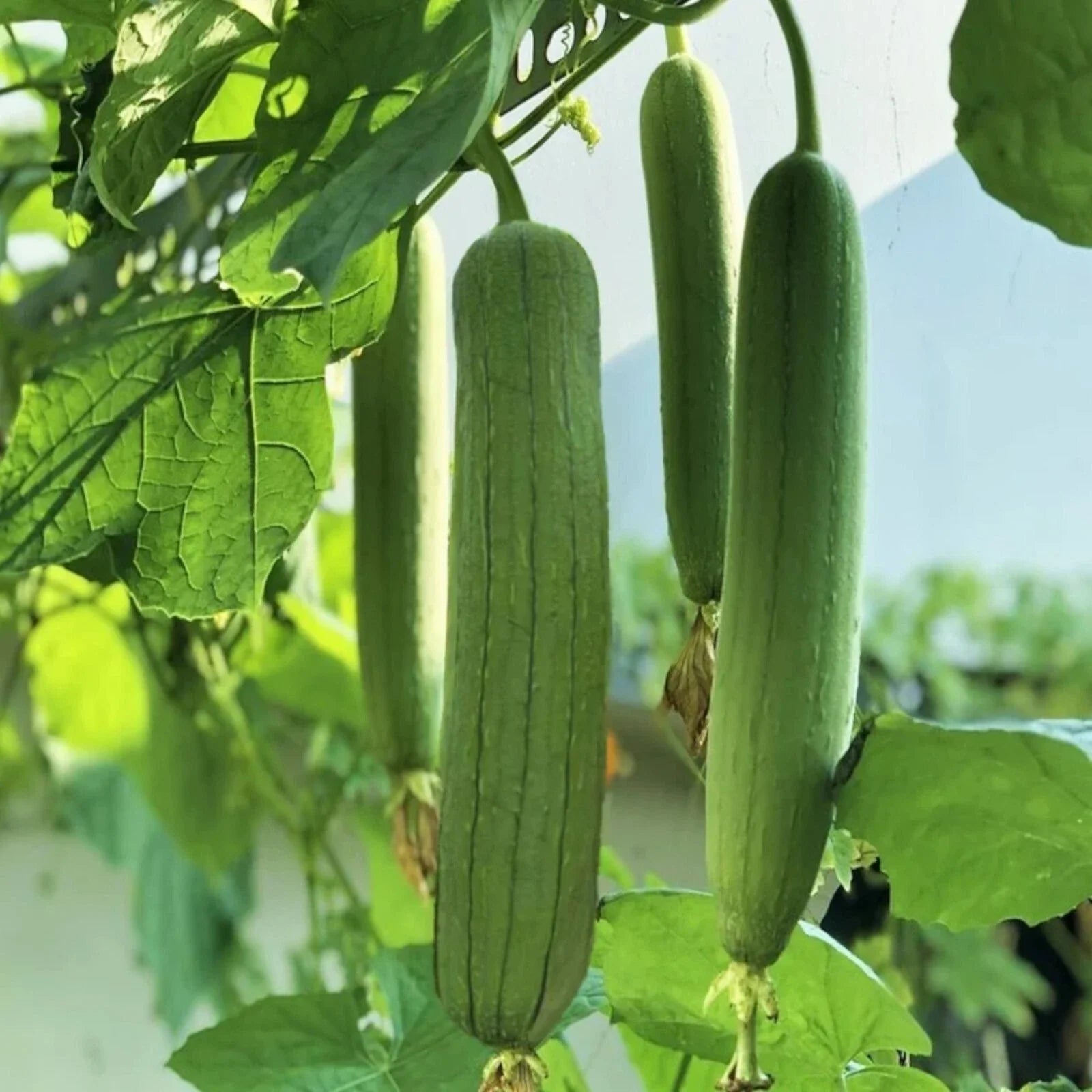 Luffa Gourd Seeds - 30pcs Non-GMO Chubby Pier Variety - Loofah Sponge Plant (Luffa cylindrica)