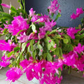 Pink Christmas Cactus Live Plants 3" Pot 5-6" Tall Schlumbergera Holiday Indoor Decor