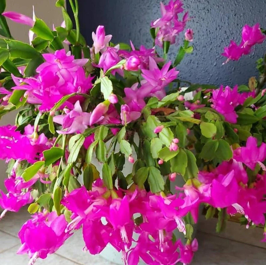Pink Christmas Cactus Live Plants 3" Pot 5-6" Tall Schlumbergera Holiday Indoor Decor