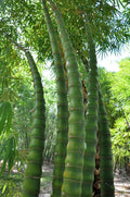Buddha Belly Bamboo Seeds - 50 Pack - Clumping Privacy Plant for Garden - Shade Screen - Bambusa vulgaris 'Buddha Belly'