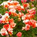 Orange Glory Godetia Seeds - Double Flowering Clarkia Azalea for 2025 Planting
