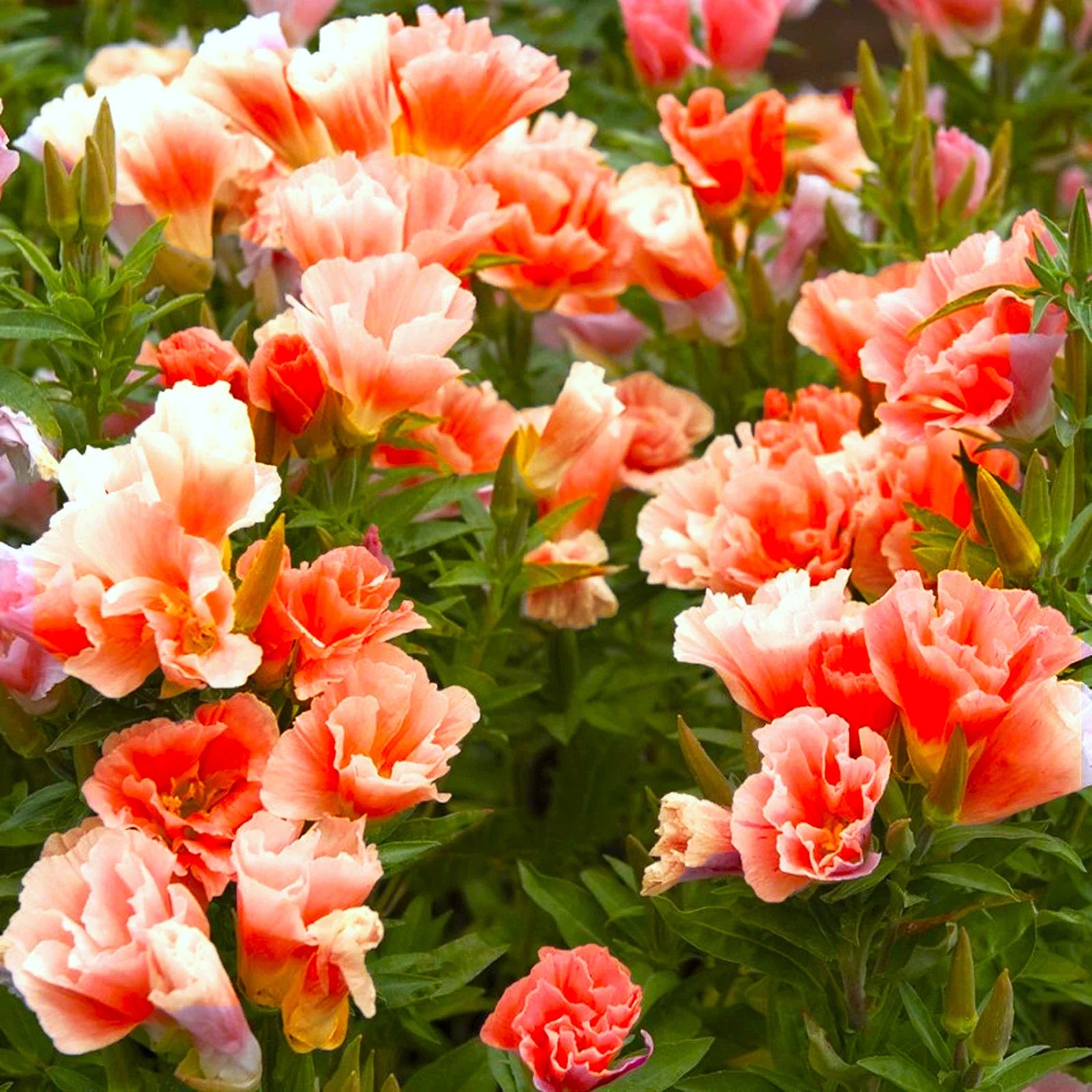 Orange Glory Godetia Seeds - Double Flowering Clarkia Azalea for 2025 Planting
