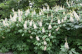 Bottlebrush Buckeye Live Plant 4 Inches Bare Root Aesculus parviflora Shade Shrub Erosion Control Zone 4-8