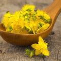 St. John's Wort Seeds - 500 Non-GMO Medicinal Herb Seeds - Hypericum Perennial Yellow Flowering Plant