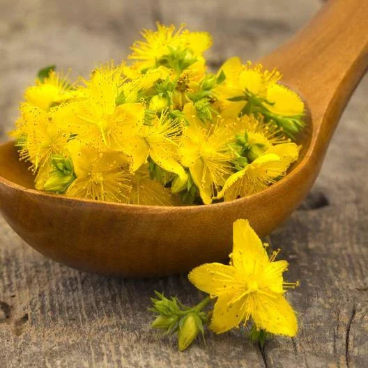 St. John's Wort Seeds - 500 Non-GMO Medicinal Herb Seeds - Hypericum Perennial Yellow Flowering Plant