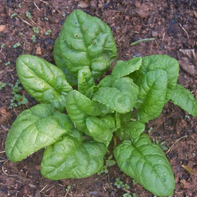 Spinach Seeds 100 Count Bloomsdale Non-Chemical Spinacia oleracea Organic Gardening