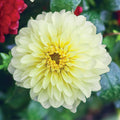 25 Serenade Dahlia Flower Seeds - Perennial Blooming Flowers - Colorful Garden Plants - Dahlia variabilis