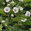 Marshmallow Seeds Non-GMO - Althaea Officinalis, Herbal Plant Seeds for Garden, Shipping with Tracking