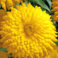 Calendula Seeds | Heirloom Giant Double Yellow Flowers | Golden Emperor | 1203