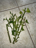 Meyer Lemon Cutting & Fukushu Changshou Kumquat Unrooted Plant Cuttings - Citrus × meyeri & Fortunella margarita