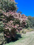 Lily of the Valley Sourwood Seeds - 1,000 Count - Oxydendrum arboreum - Ideal for Honey Bee Gardens
