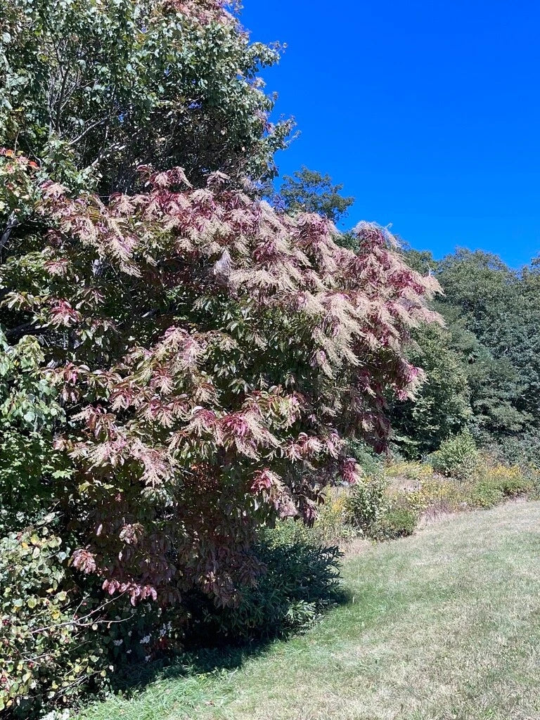 Lily of the Valley Sourwood Seeds - 1,000 Count - Oxydendrum arboreum - Ideal for Honey Bee Gardens
