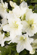 Small Rooted Azalea Starter Plant - Snow Varietal - Rhododendron Deciduous
