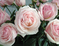 Unrooted Cuttings 6” Long, Francis Meilland Plant, Fresh Cuttings, Rosa 'Meilland'