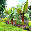 Red Abyssinian False Banana Plant Seeds - 5 Rare Musa Ensete Ventricosum Seeds for Gardening and Plant Collecting