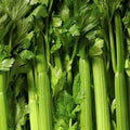 Tendercrisp Celery Seeds - 2000+ Non-GMO Vegetable Seeds - Apium graveolens