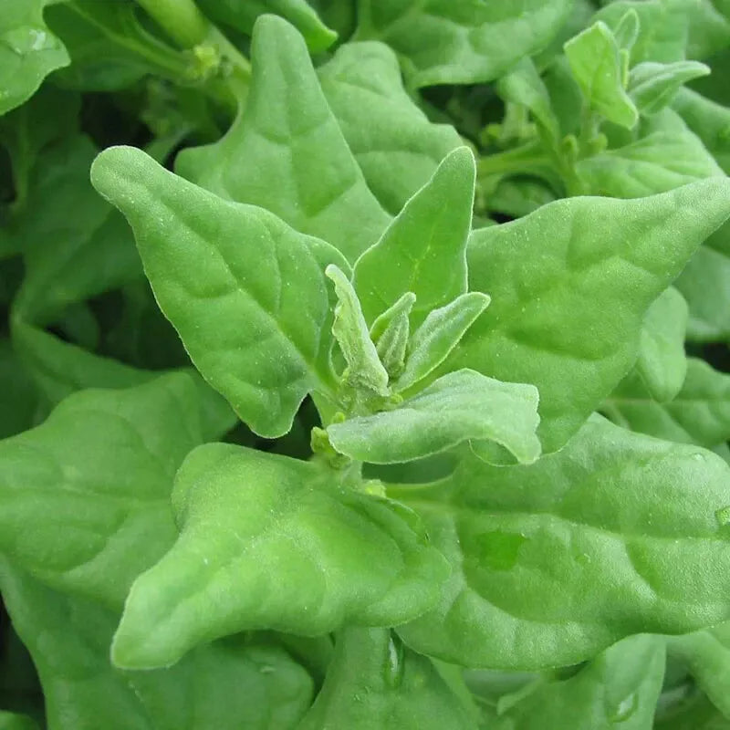 New Zealand Spinach Seeds - 50 Non-GMO Seeds - Tetragonia expansa - Free Shipping