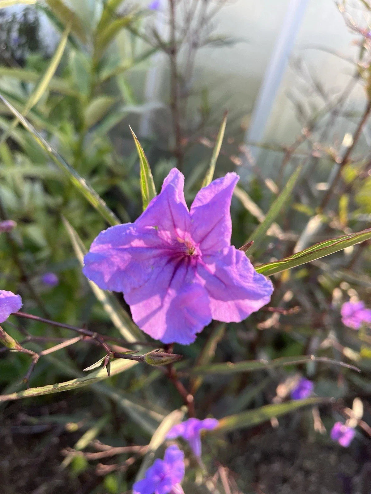 Mexican Petunia Rhizome Root Cuttings - 6 Flowering Cuttings (Ruellia simplex) - Easy to Grow Garden Plants