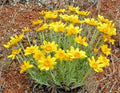 Oregon Sunshine Seeds - Wooley Sunflower - Native Wildflower - Drought Tolerant - Poor Soil Adaptable - 301+ Seeds