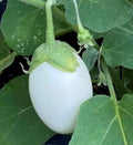 White Eggplant Seeds, NON-GMO Heirloom, Garden Egg Variety, Free Shipping, Organic Gardening