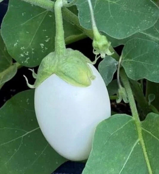 White Eggplant Seeds, NON-GMO Heirloom, Garden Egg Variety, Free Shipping, Organic Gardening