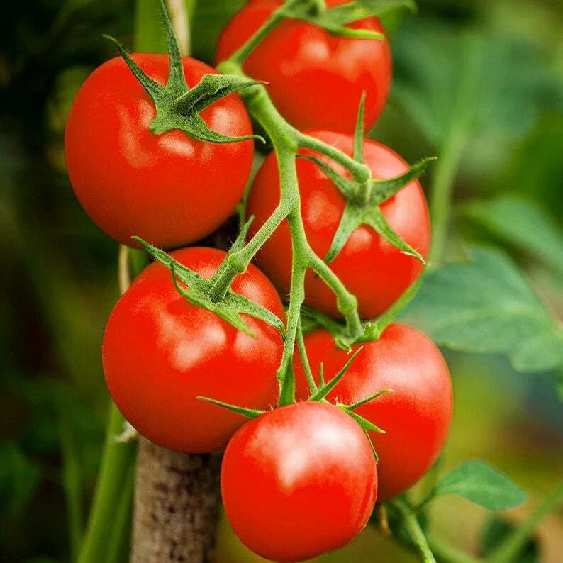 Moneymaker Tomato Seeds - 25 Seeds - Delicious Variety - Solanum lycopersicum - Buy 3 or More for 20% Off!
