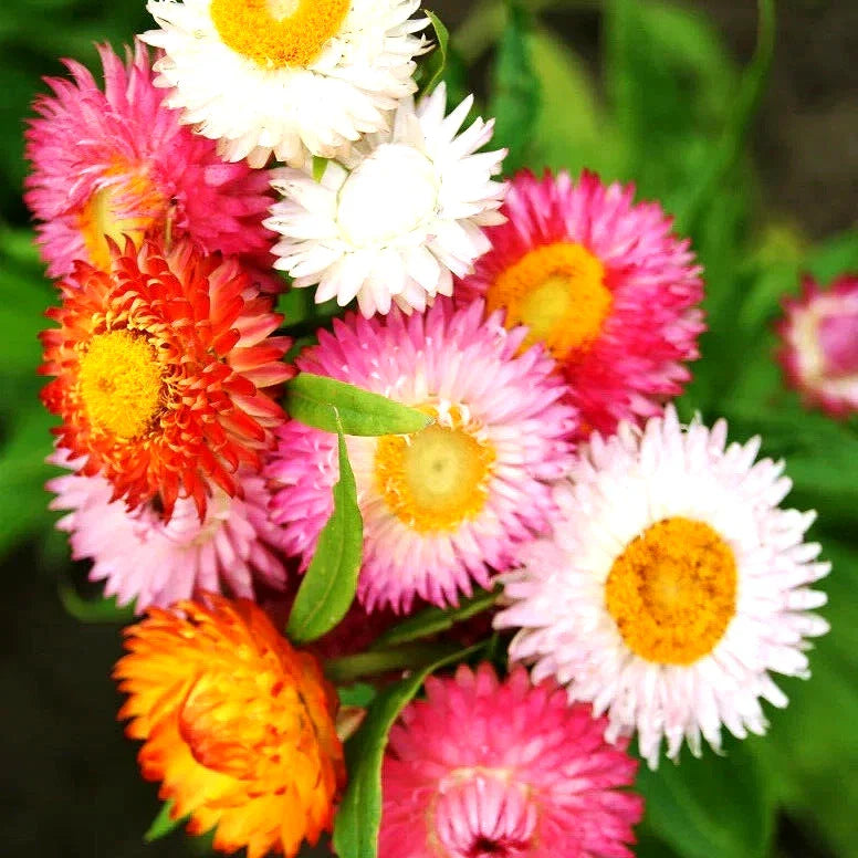 Strawflower Seeds - 50 Count Spring Mix Daisy Perennial, Rare Drought & Heat Tolerant, USA Grown