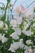 Polar Star Sweet Pea Seeds - 50+ Pack - Heirloom Flower Seeds for Garden Planting - Lathyrus odoratus