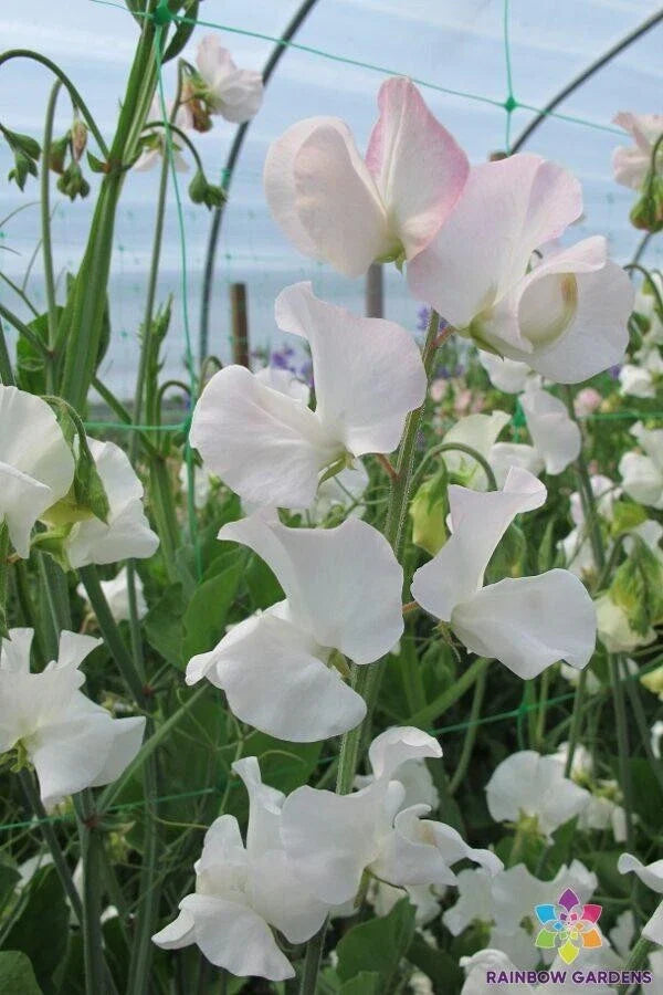Polar Star Sweet Pea Seeds - 50+ Pack - Heirloom Flower Seeds for Garden Planting - Lathyrus odoratus