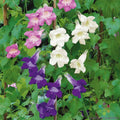 Climbing Snapdragon Seeds Mix - 1000+ Seeds for Garden Planting - Antirrhinum majus - USA