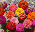 Thumbelina Zinnia Seeds Mix, Dwarf Colorful Flowers for Containers and Bouquets, Zinnia elegans