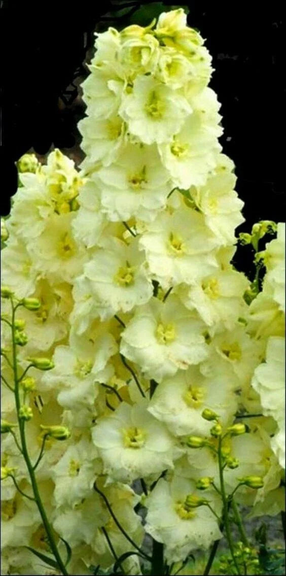 Delphinium Seeds - 50 Yellow Perennial Garden Flower Seeds - Delphinium elatum - USA Seller