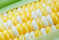 Ambrosia Sweet Corn Seeds - 250 Count - Non-GMO, Heirloom Variety - Zea mays