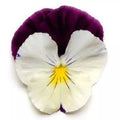 Pansy Seeds 15 Pack Cool Wave Violet Wing Trailing Pansy (Viola x wittrockiana) for Hanging Baskets