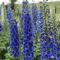 Delphinium Seeds - 50 Blue Buccanee Perennial Flower Seeds - Stunning Blooms for Garden - Delphinium spp.