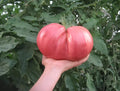 German Giant Tomato Seeds - 10+ Non-GMO Heirloom Organic - Fresh, Huge Variety - Solanum lycopersicum