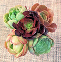 Aeonium Cuttings Set of 5 - 4" Diameter - Succulent Variety - Aeonium spp.