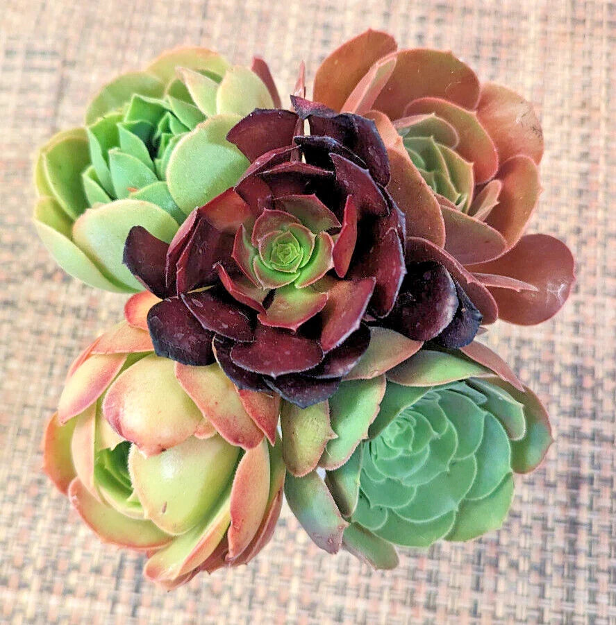 Aeonium Cuttings Set of 5 - 4" Diameter - Succulent Variety - Aeonium spp.