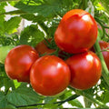 Marion Tomato Seeds 50 Ct - Heirloom Non-GMO Vegetable, Indeterminate Variety, Organic Gardening - Solanum lycopersicum