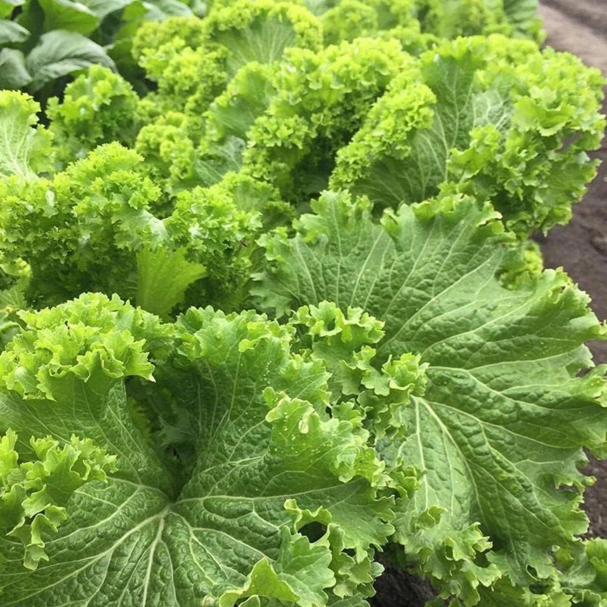Southern Giant Curled Mustard Seeds - 250+ Heirloom Seeds | Brassica juncea | Non-GMO, Organic Gardening Supplies
